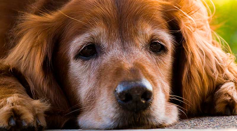 Saiba quais os parasitas de cachorro mais comuns e o que fazer para evitar
